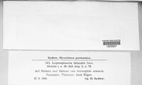 Leptosphaeria littoralis image